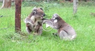 Разборка коал