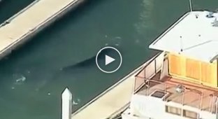 Заблудившийся горбатый кит в калифорнийской гавани