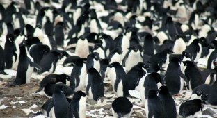 Пингвин Адели: Любовь, которую можно приобрести за красивый круглый камушек (9 фото)