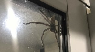 Гигантский паук взял в заложники семью из Квинсленда (4 фото)