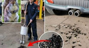 Автомобиль отправился в автосервис после того, как белка спрятала сотни орехов в выхлопной трубе (4 фото)