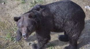 В Украине освободили медведя, который 16 лет использовался для притравки (20 фото)
