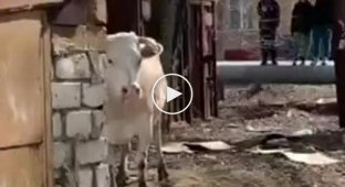 Корова устроила переполох в Хабаровске