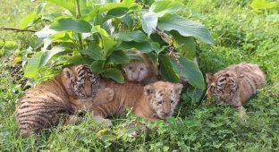 Тигрята впервые наслаждаются солнечными ваннами на природе (5 фото)