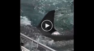 Австралиец отбился от акулы с помощью швабры