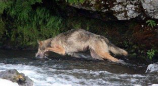 Волк на рыбалке (6 фотографий)