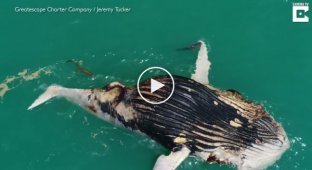 В Австралии моряки сняли на видео, как акула и крокодил объедают тушу мертвого кита