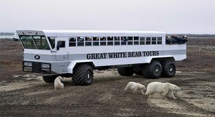Передвижной отель в тундре: когда твои соседи - полярные медведи (15 фото)