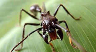 Самые опасные насекомые это (10 фото)
