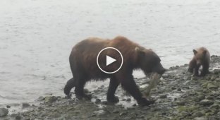 Медведица спешит к своим детям с пойманной рыбой