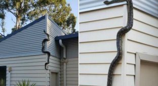 Австралиец случайно приютил огромного питона - пока не понял, что у змея далеко не добрые планы (5 фото + 1 видео)