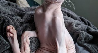 Сфинксы - самые нефотогеничные коты в мире (17 фото)