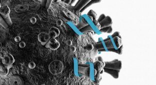 Ученые нашли защищающее от коронавируса средство (4 фото)