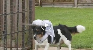 Хозяйка придумала креативный способ как защитить своего слепого пса от ударов