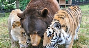 Умер лев Лео друживший и живший 15 лет с друзьями медведем и тигром (9 фото)