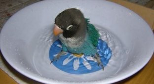  Кеша принимает ванну (3 Фото)