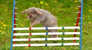  Соревнования кроликов (5 Фото)
