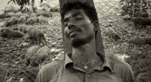 Свинопасы в Бангладеше: Цыганская жизнь (15 фото)