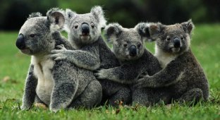 Интересные факты о коалах – милых сумчатых животных (12 фото + 1 видео)