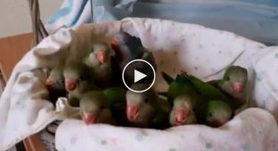 Позитивные маленькие попугаи, хотят кушать
