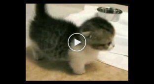 Котенок с короткими лапами