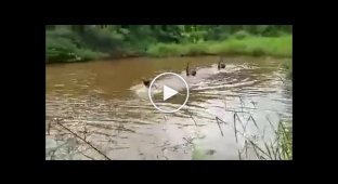 Лебедь атаковал купавшегося в водоеме мужчину