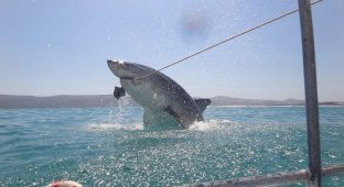 Встреча туристов с большой белой акулой в ЮАР (4 фото)