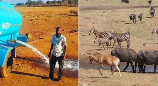 Фермер из Кении доставляет воду для диких животных во время засухи (2 фото)