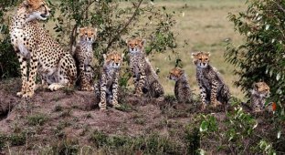 Семейство гепардов на охоте (8 фото)