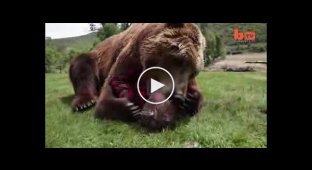 Заклинатель медведей