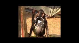 Шимпанзе кушает