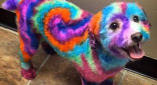 Женщина красит свою собаку в психоделические цвета, потому что, как она говорит, ей это нравится (4 фото)