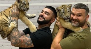 Рэпер Тимати купил себе настоящего тигра, но получив волну хейта, отдал его дрессировщику Михаилу Зарецкому (5 фото + 3 видео)