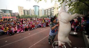 Китайским первоклассникам показали, как правильно разделывать свинью (6 фото)