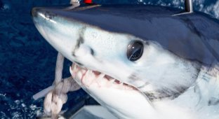 Охота на акул (11 фото)