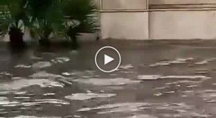 Кот своими силами пытается спастись от наводнения