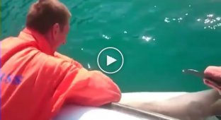 Спасение дельфина 