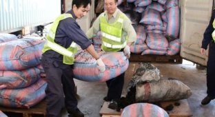В Китае у браконьеров изъяли 12 тонн чешуи панголинов (8 фото)