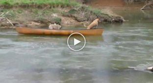 Умный пес спасает собак в каное
