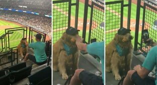 Пёс терпеливо держал во рту хот-дог, пока владелец пытался его сфотографировать (3 фото + 1 видео)