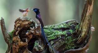 25 трогательных фотографий птиц, заботящихся о своих птенцах (25 фото)