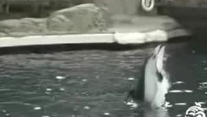 Прыжок дельфина в замедленной съемке