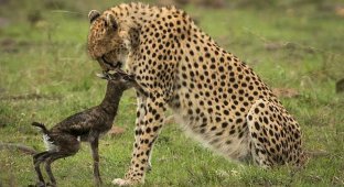 Поцелуй смерти: встреча новорожденной газели и гепарда (8 фото)