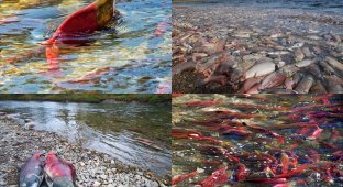 Миграция лосося на реке Адамс (11 фото)