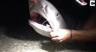 Спасение акулы от рыбацких крючков