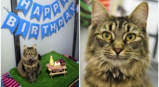 К приютской кошке никто не пришел на день рождения, и персонал принял меры (12 фото)