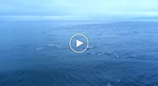 Более 1000 дельфинов плывущих рядом с паромом