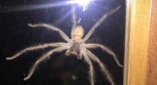 Гигантский паук напугал жителя Сиднея (4 фото)