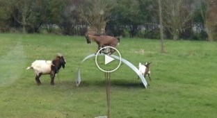 Невероятное чувство равновесия у коз