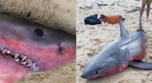 Ученые в тупике: в США обнаружили акулу красного цвета (6 фото)